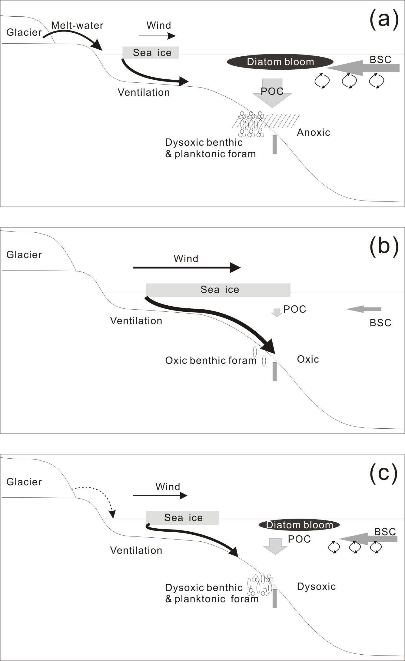 Paleoceanographic models of (a) the EH and BA, (b) the cold glacial period including the YD, and (c) D-O interstadial periods during MIS 3 and 4in the northern slope area of the Bering Sea. BSC; Bering Slope Current, POC: Particulate Organic Carbon