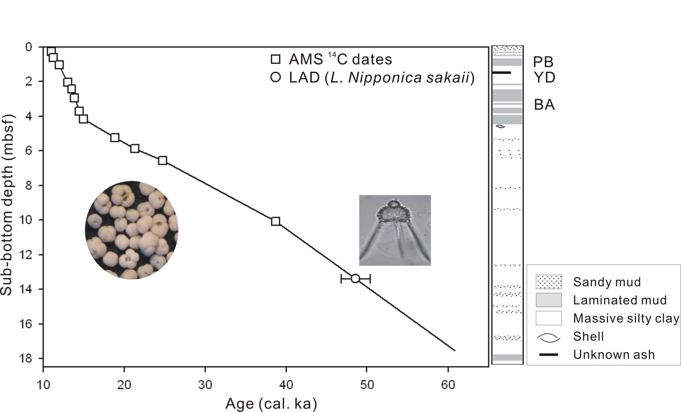 Dating of core PC23A based on 14 AMS 14Cages of planktonic foraminifers (left microphotograph) and the last appearance datum (LAD) of Lychnocanomma nipponica sakaii (right microphotograph) shown together with a lithologic columnar section (extracted from Itaki et al., 2009). Based on this combined age model, two main laminated layers can be correlated to the Pre-boreal (PB;ca.11.0– 12.0 cal. ka) for the upper unit, and to the Bølling-Allerød (BA; ca. 13.0– 15.0 cal. ka) for the lower unit, separated by the Younger Dryas (YD; ca. 12.0– 13.0 cal. ka).