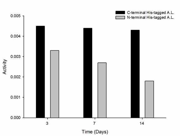 C-terminal His-tagged alginate lyase가 N-terminus에 His-tag 된 것보다 안정하고 그에 따라 활성 유지능도 우수함