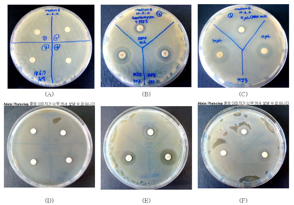 낭포성섬유증 (Cystic fibrosis) 환자로부터 분리된 Pseudomonas aeruginosa (ATCC39325)의 성장 저해시험 사진.