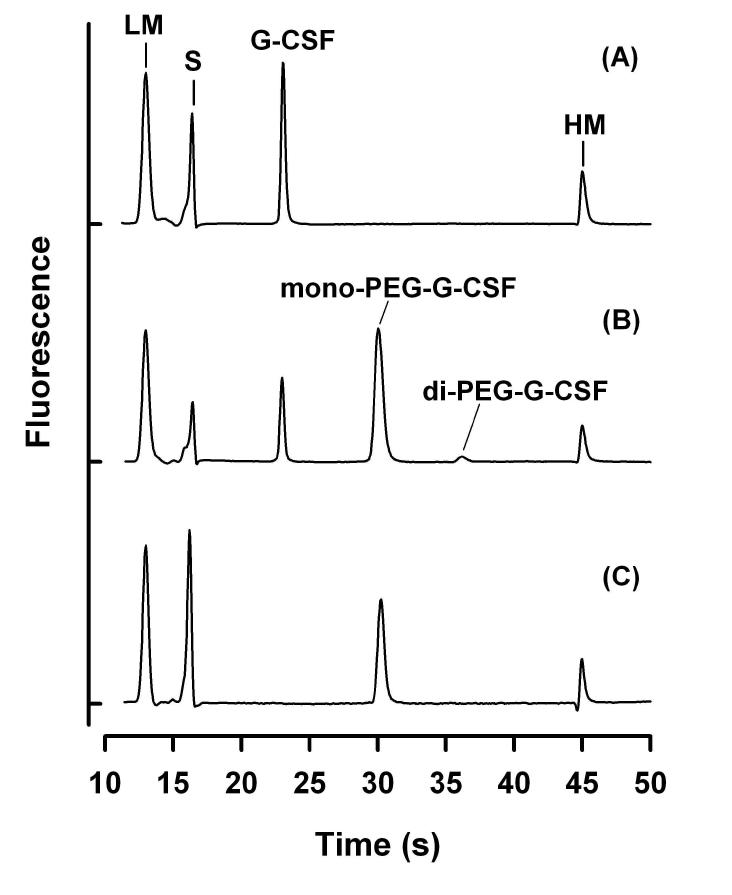 PEG-G-CSF의 microchip electropherogram. (A) G-CSF, (B) reaction mixture of PEG-5K and G-CSF, (C) purified mono-PEG-G-CSF.