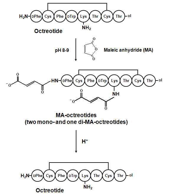 Maleic anhydride를 이용한 octreotide 펩타이드의 아미노그룹의 reversible blocking.