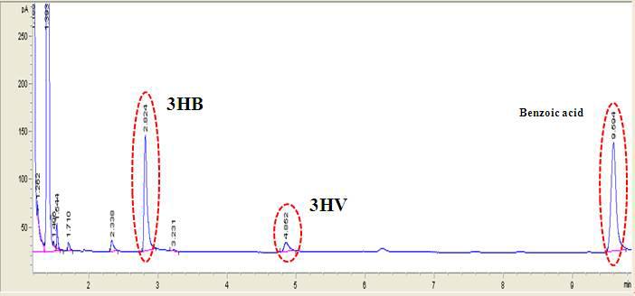 GC analysis of 3HB and 3HV methylesters obtained by the acidic methanolysis of PHA samples.
