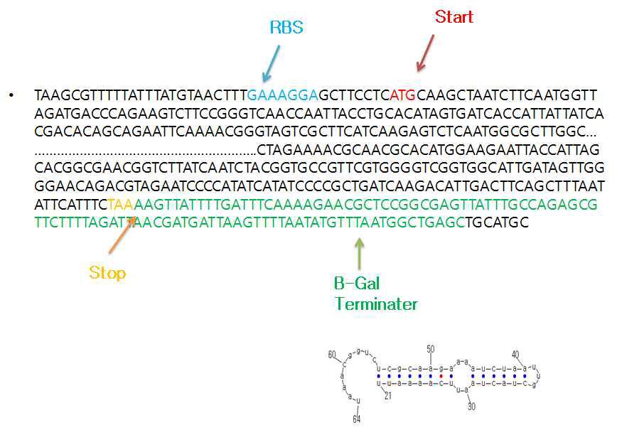 beta-galactosidase gene sequences