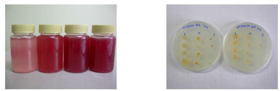 BL6와 DS-F250을 이용한 자가배양액과 생균수 측정