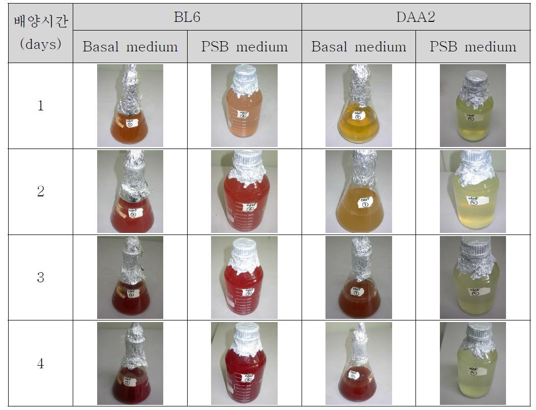 배지 종류 및 배양 방법에 따른 광합성세균 BL6, DAA2의 배양액