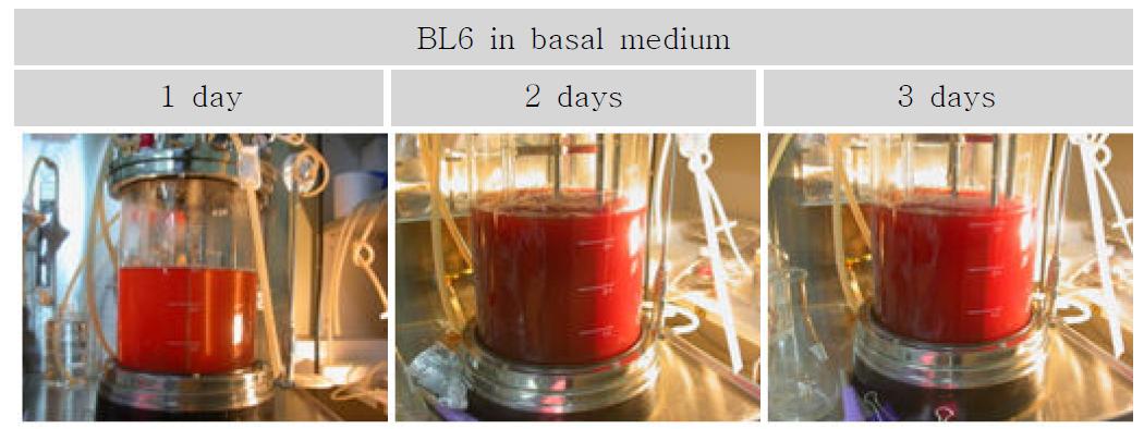 5L jar-fermenter를 이용한 BL6의 batch culture