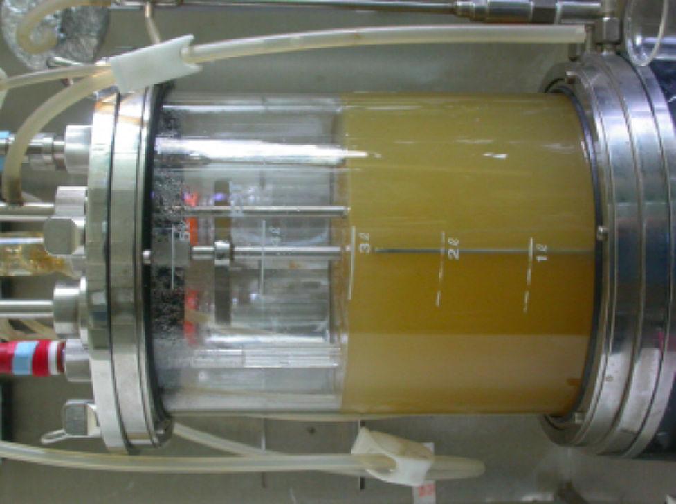 5L jar-fermenter를 이용한 GBI의 batch culture