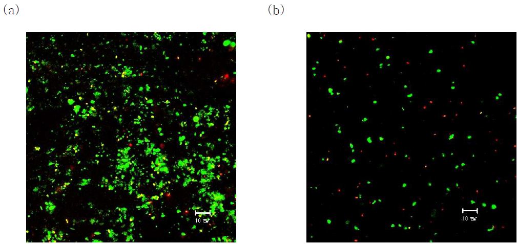 그림 3-60. (a) 3단 1층, (b) 3단 4층에서 샘플링한 담체의 Live/Dead cell 분석결과