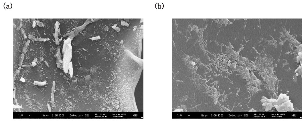 그림 3-60. (a) 3단 1층, (b) 3단 4층에서 샘플링한 담체의 SEM 분석결과