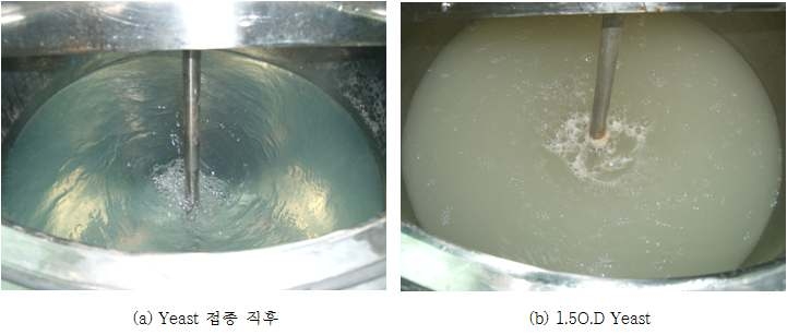 그림 3-11 . 대량 배양기에서 배양된 yeast의 배양초기와 배양완료 단계의 모습