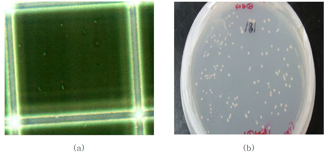 그림 3-12. (a) SOB의 미생물 개체수 확인, (b) MW배지에서 배양한 SOB