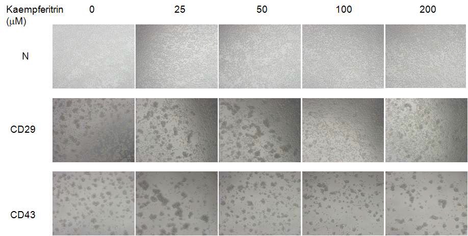 Effect of kaempferitrin on CD29-mediated cell-cell adhesion