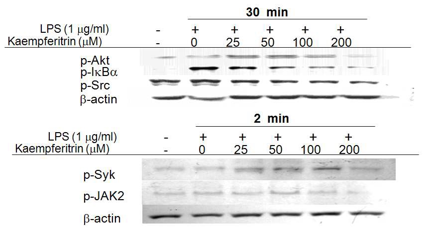 Effect of kaempferitrin on LPS-mediated signaling enyme activation in RAW264.7 cells