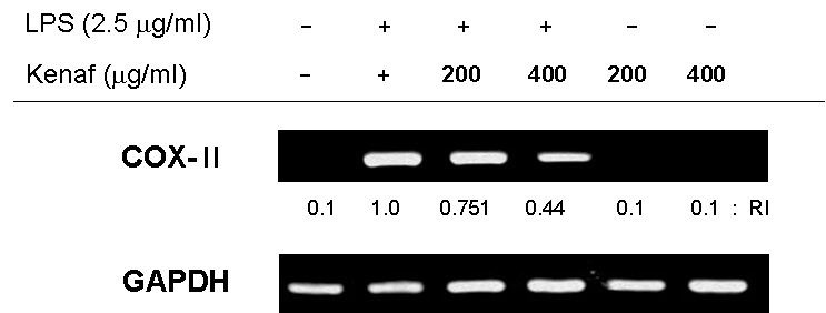 케나프 추출물의 농도 처리에따른 COX-II과 GAPDH 발현 억제효과