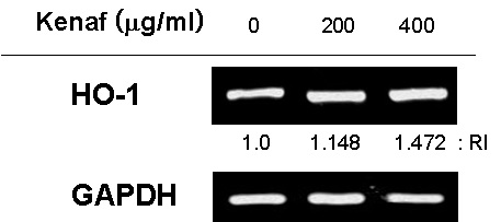 케나프 추출물의 농도 처리에 따른 HO-1과 GAPDH 발현 억제효과