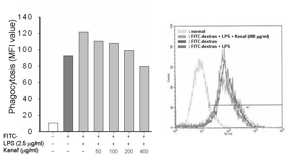 케나프 추출물의 농도 처리에 따른 대식세포 탐식효과