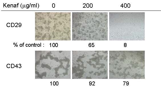 케나프 추출물의 농도 처리에 따른 세포-세포 부착 저해효과