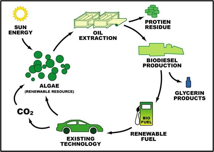화석연료와 바이오 에너지의 탄소 순환 시스템
