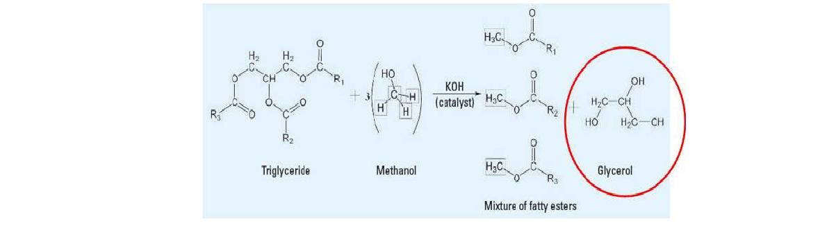 트라이글리세롤에서 바이오디젤 및 부산물이 글리세롤 생성