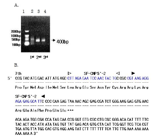 Fig. 42. 3’RACE PCR products from Asterina pectinifera cDNA (A) and sequencing result (B): (A) Lane 1: Bioneer 25/100bp DNA ladder, Lane 2: SF-CNP-1 primerrelated PCR products from Asterina pectinifera cDNA, Lane 3: SF-CNP-2 primerrelated PCR products from Asterina pectinifera cDNA, Lane 4: SF-CNP-3 primerrelated PCR products from Asterina pectinifera cDNA. (B) The sequencing result was 277bp including 199bp as a 3’UTR. SF-CNP 5’primers were underlined.