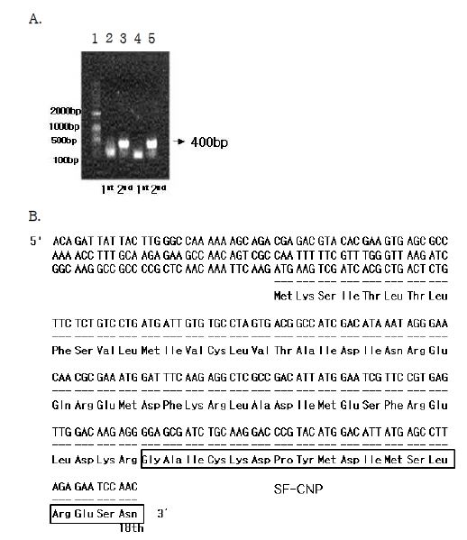 Fig. 43. 5’RACE PCR products from Asterina pectinifera cDNA (A) and sequencing result (B)