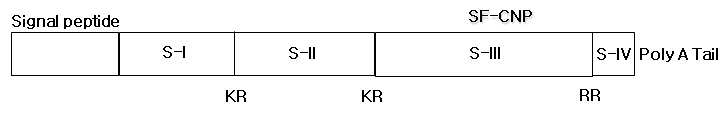 Fig. 45. Diagram of SF-CNP DNA full sequence: KR and RR indicate the cleavage site by dibasic peptidase.