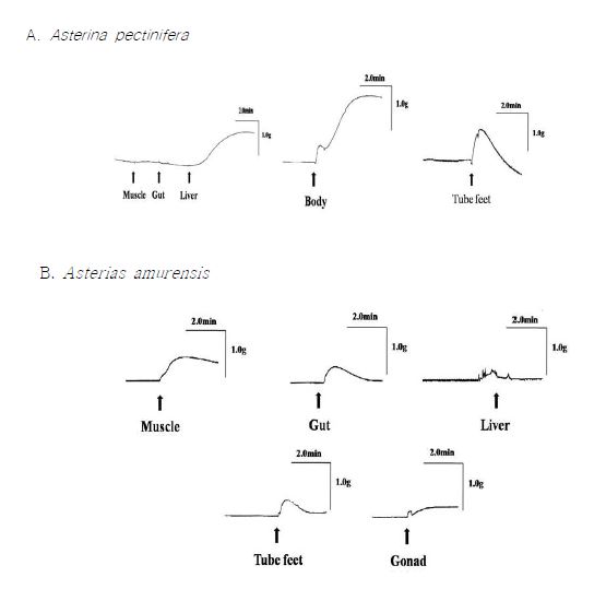 Fig. 1. The contractile activity of various tissues' extracts on the starfish (Asterina pectinifera) DRM.