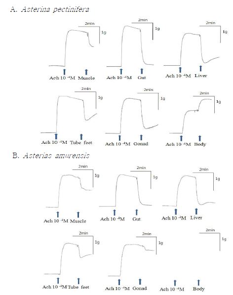 Fig. 2. The relaxant activity of various tissues' extracts on the starfish(Asterina pectinifera) DRM.