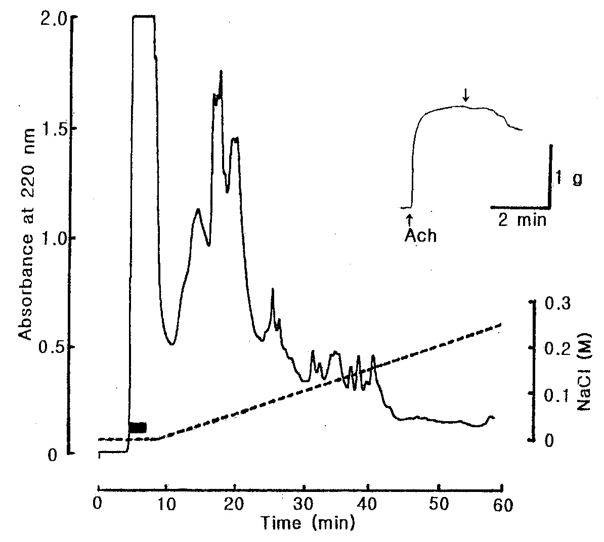 Fig. 7. Anion-exchange HPLC chromatography of the active fraction in Fig. 6. The active fraction in Fig. 6 was pooled and loaded onto DEAE-5PW (7.5 × 75 mm) column and eluted with a linear gradient of 1.0 M NaCl (dotted line) in 10 mM Tris-HCl buffer (pH 8.8) at flow rate of 0.5 mL/min. The black bar represents relaxing active fractions on the starfish DRM.