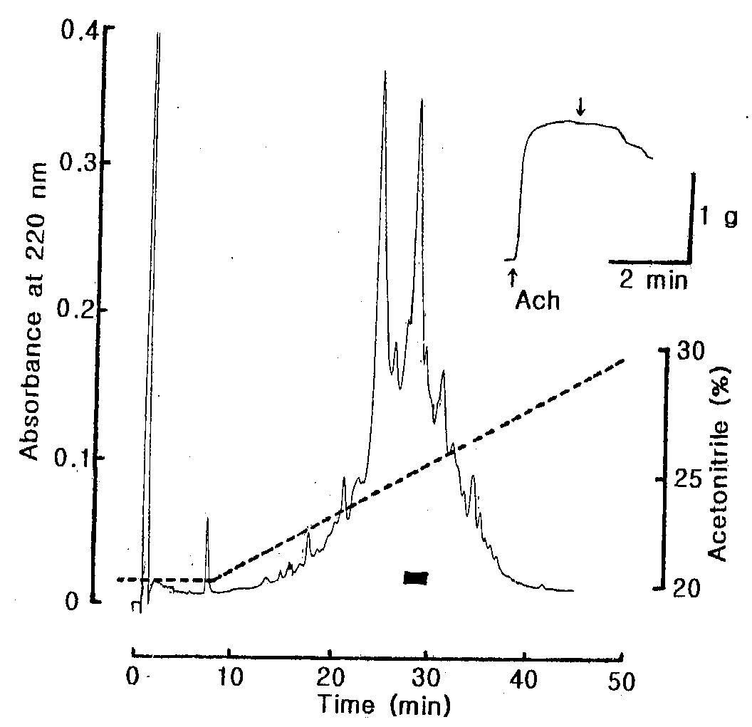 Fig. 8. Reverse-phase HPLC profile of the active fraction in Fig. 7. The active fraction in Fig. 7 was pooled and loaded onto Hypersil BDS C18 (2 × 125 mm) column and eluted with a linear gradient of CH3CN (dotted line) in 0.1 % TFA at flow rate of 0.5 mL/min. The black bar represents relaxing active fraction on the starfish DRM.