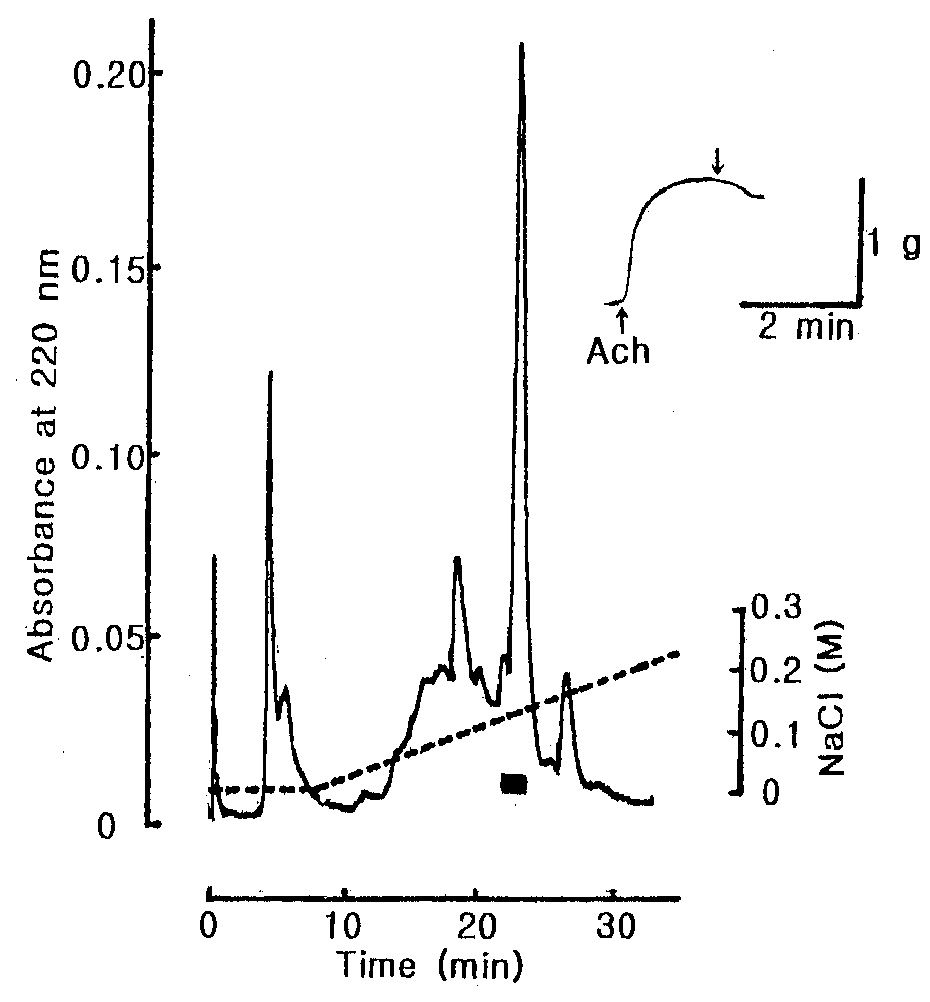 Fig. 9. Cation exchange HPLC profile of the active fraction in Fig. 8. The active fraction in Fig. 8 was loaded onto SP-5PW (7.5 × 75 mm) column and eluted with a linear gradient of 1.0 M NaCl (dotted line) in 10 mM phosphate buffer solution (pH 6.0) at flow rate of 0.5 mL/min. The black bar represents relaxing active fraction on the starfish DRM.