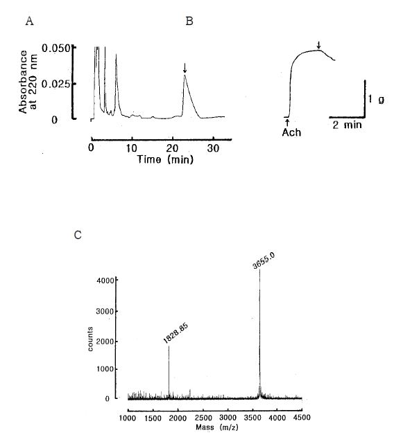 Fig. 10. Final purification of the active fraction in Fig. 9. The active fraction in Fig. 9 was loaded onto a Hypersil BDS C18 (2 × 125 mm) and eluted with isocratically 25% CH3CN in 0.1 % TFA at flow rate of 0.5 mL/min (A). The down arrow represents the sample applied to the starfish DRM (B). The molecular weight of single peak (down arrow) of Fig. 10A was determined by MALDI-TOF Mass spectra (C).