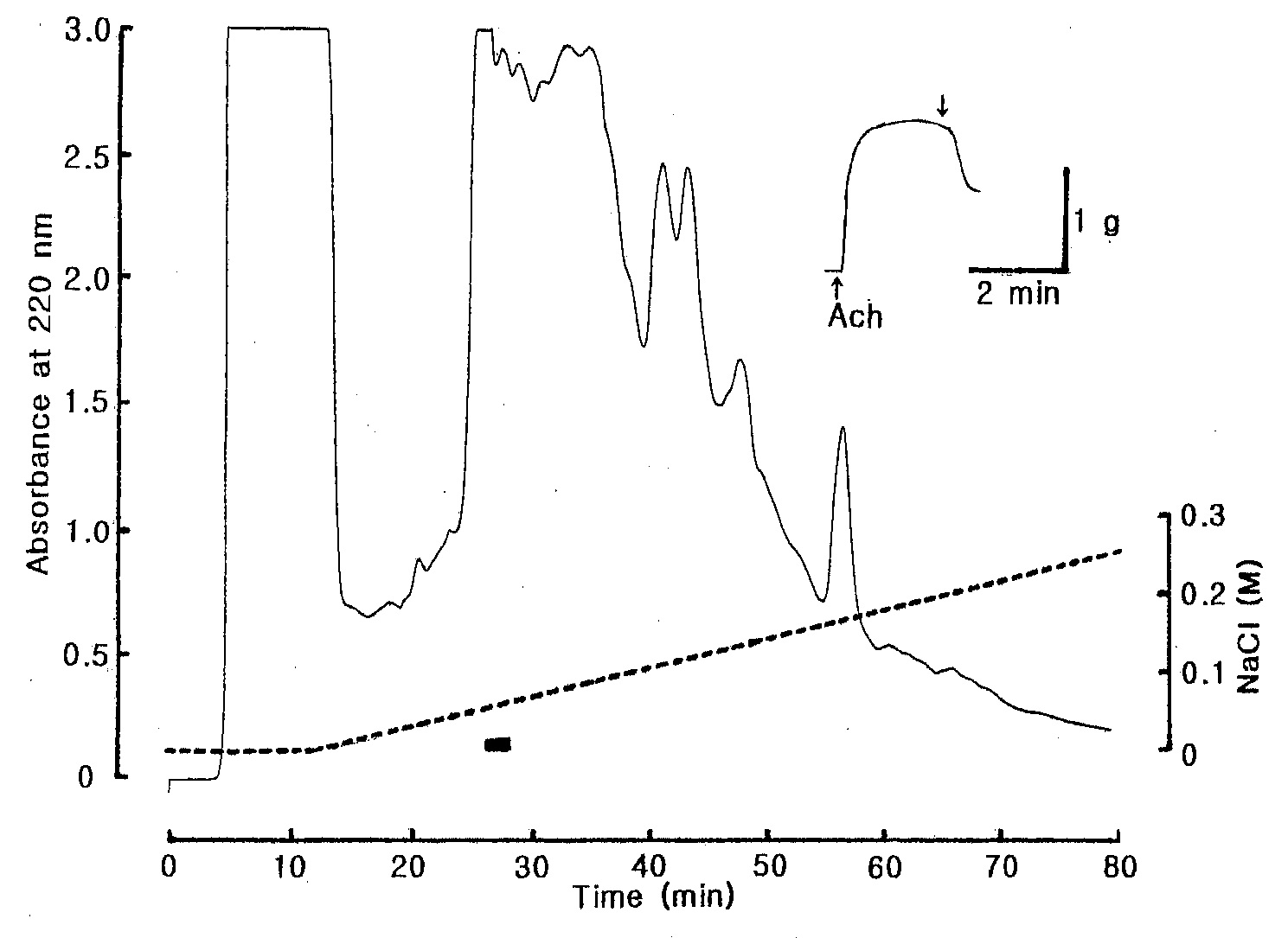Fig. 12. Anion-exchange HPLC profile of the active fraction B-Ⅱ in Fig. 11. The active fraction B-Ⅱ in Fig. 11 was pooled and loaded onto DEAE-5PW (7.5 × 75 mm) column and eluted with a linear gradient of 1.0 M NaCl (dotted line) in 10 mM Tris-HCl buffer (pH 9.2) at flow rate of 0.5 mL/min. The black bar represents relaxing active fractions on the starfish DRM.
