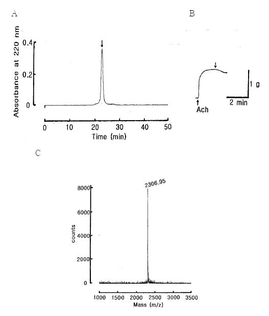Fig. 16. Final purification of the active fraction in Fig. 15. The active fraction in Fig. 15 was loaded onto a Superdex Peptide HR 10/30 (10 × 300 mm) and eluted with isocratically 30 % CH3CN in 0.1 % TFA at flow rate of 0.5 mL/min (A). The down arrow represents the sample applied to the starfish DRM (B). The molecular weight of single peak (down arrow) of Fig. 16A was determined by MALDI-TOF Mass spectra (C).