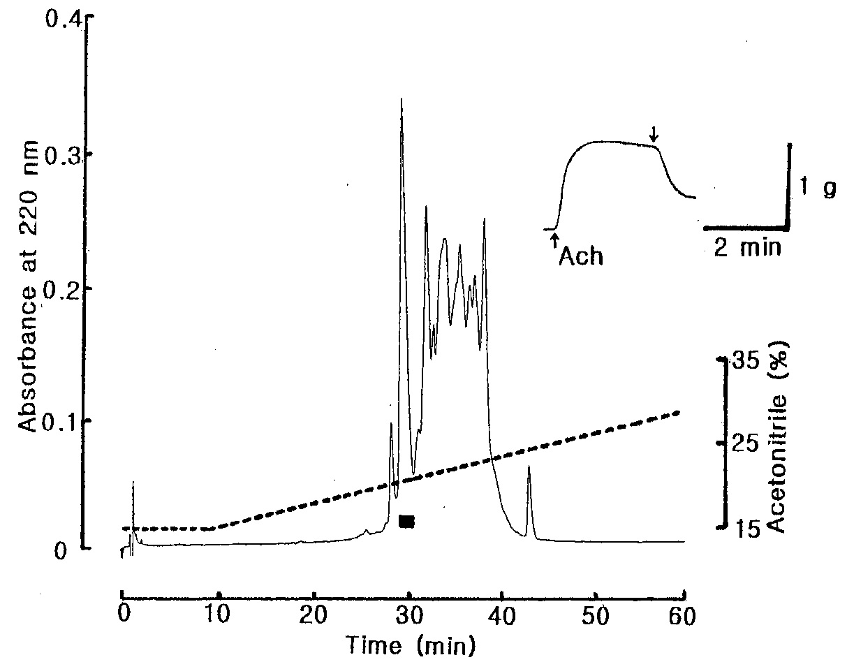 Fig. 19. Reverse-Phase HPLC profile of the active fraction in Fig. 18. The active fraction in Fig. 18 was pooled and loaded on to Hypersil-BDS C18 (2 × 125 mm) column and eluted with a linear gradient of CH3CN (dotted line) in 0.1 % TFA at flow rate of 0.5 mL/min. The black bar represents relaxing active peak on the starfish DRM.