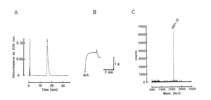 Fig. 20. Final purification of the active fraction in Fig. 19. The active fraction was loaded onto a Hypersil BDS C18 (2 × 125 mm) and eluted with isocratically 20 % CH3CN in 0.1 % TFA at flow rate of 0.5 mL/min (A), and the bioassay with the starfish DRM (B). The molecular weight of single peak (down arrow) of Fig. 6A was determined by MALDI-TOF Mass spectra (C).