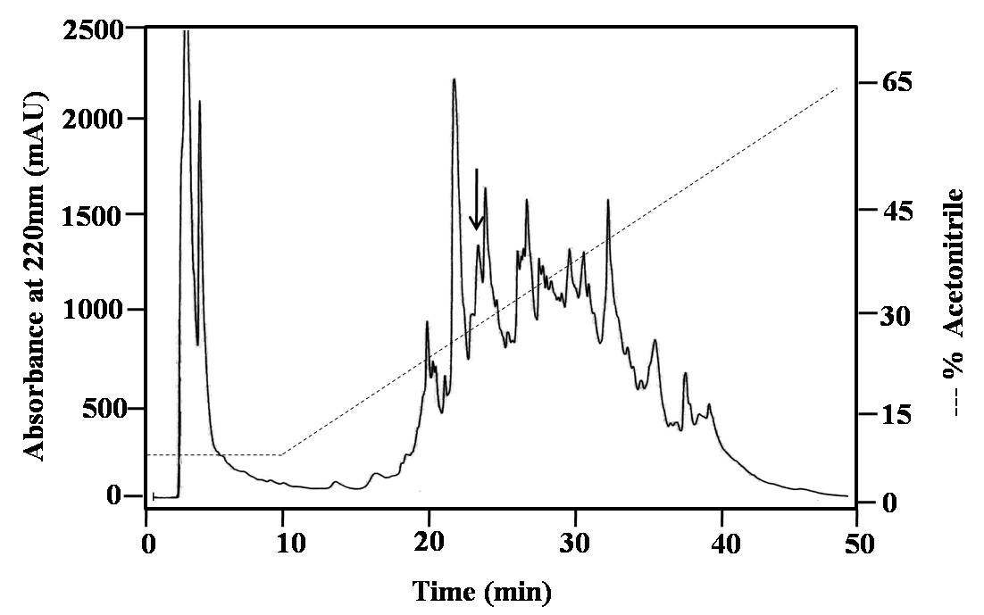 Fig. 21. The 1st purification of SFM-I on a Vydac C4 column. RM60 was eluted with a linear gradient of 10 ~ 10% B (10 min) → 65% B (40 min) CH3CN in 0.1% TFA (pH 2.2) at a flow rate of 1.0 ml/min. The down arrow shows the fraction with antimicrobial activity against B. subtilis KCTC 1021.