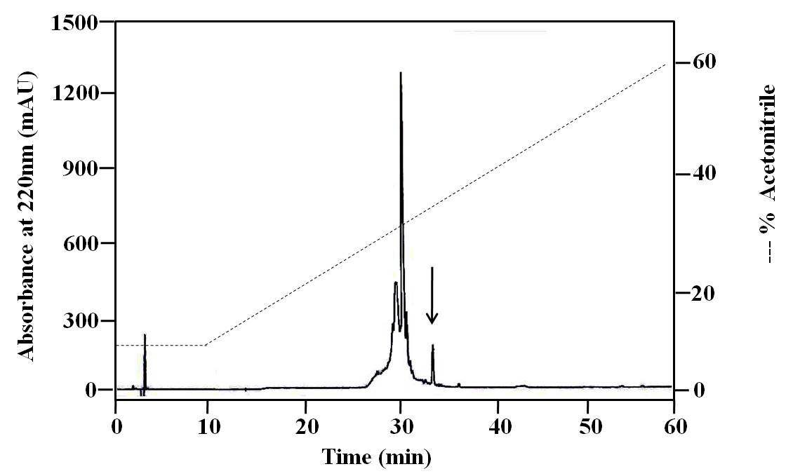 Fig. 22. The 2nd purification of SFM-I on a Capcell-Pak C18 column. Active fraction was eluted with a linear gradient of 10 ~ 10 % B (10 min) → 60 % B (50 min) CH3CN in 0.1 % TFA (pH 2.2) at a flow rate of 1.0 ml/min. The down arrow shows the fraction with antimicrobial activity against B. subtilis KCTC 1021.