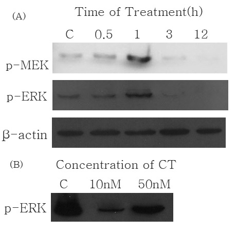 Fig. 28. (A) Time dependence analysis of the effect on MEK1/2 and ERK1/2 phosphorylation in MDA-MB-231 cells were treated with 250 nM of SF-CT. (B) Human calcitonin supresses phosphorylation of ERK1/2 in MDA-MB-231 cells which were treated with 30 min.