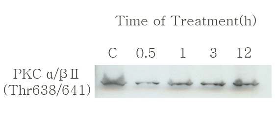 Fig 30. Time dependence analysis of the effect on Thr638/641PKCα/βⅡ phosphorylation in MDA-MB-231 cells which were treated with 250 nM of SF-CT.