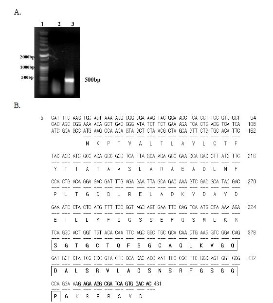 Fig. 37. 5’ RACE PCR products from Asterina pectinifera cDNA (A) and sequencing result (B): (A) Lane 1: Bioneer 100bp plus DNA ladder, Lane 2: SF-CT_5'-1 primer -related PCR products from full length Asterina pectinifera cDNA, Lane 3: SF-CT_5'-2 primer-related PCR products from full length Asterina pectinifera cDNA. (B) The sequencing result was 461bp including 117bp as a 5’ UTR. SF-CT was indicated by box and 5’primer underlined.
