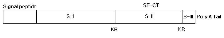 Fig. 39. Diagram of SF-CT cDNA full sequence: KR indicates the cleavage site by dibasic peptidase.