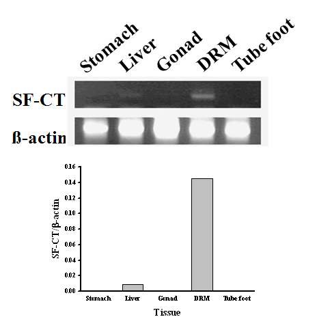 Fig. 41. SF-CT tissue type expression: lane 1, stomach; lane 2, liver; lane 3, gonad; lane 4, dorsal retractor muscle (DRM); lane 5, tube foot. Expression of a gene encoding the β-actin was used as a control.