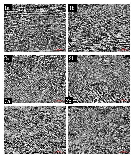 광학현미경을 이용한 잎 표피세포의 특성 분석(x400).