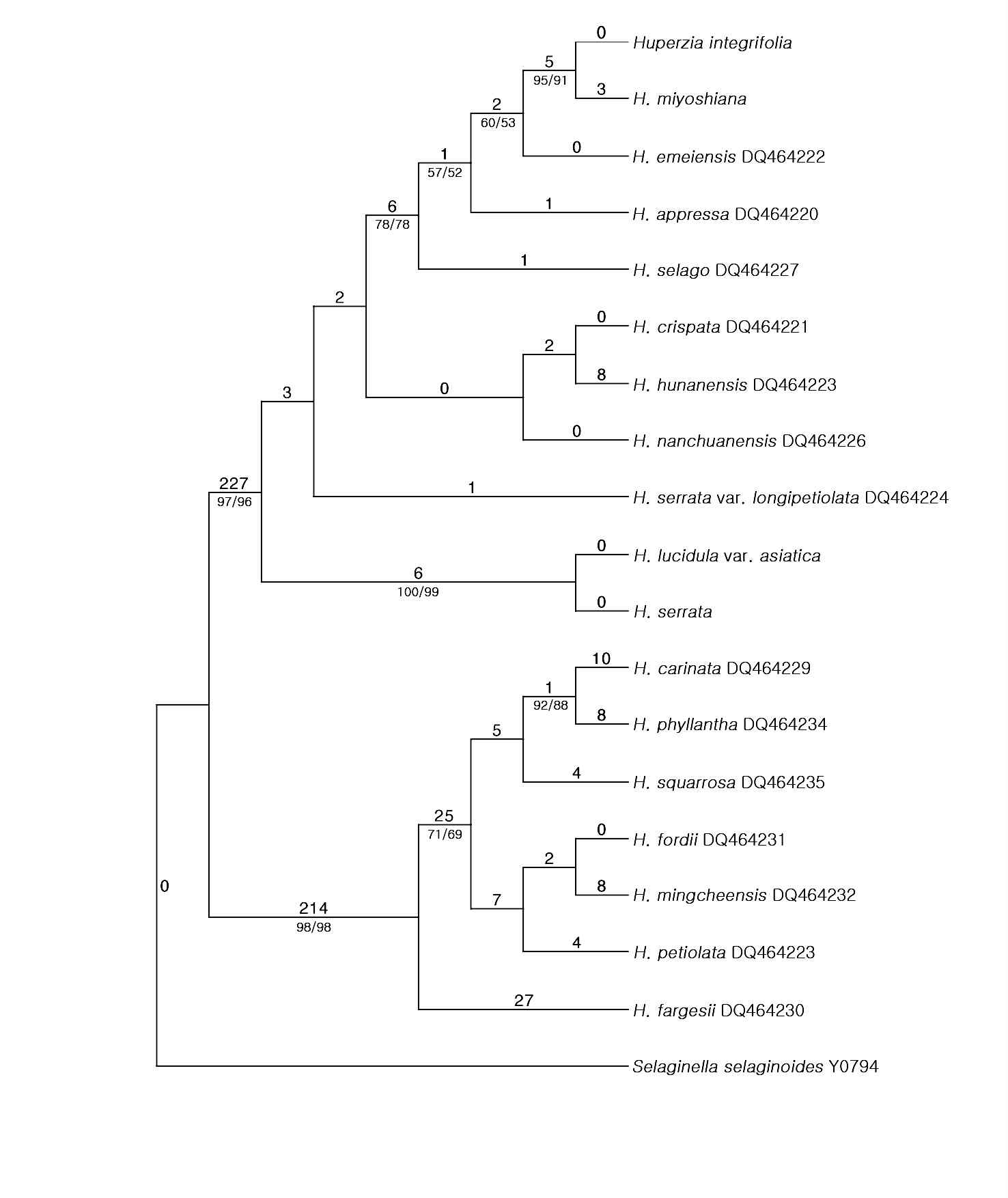 rbcL 염기서열에 따른 Huperzia속의 계통적 유연관계.