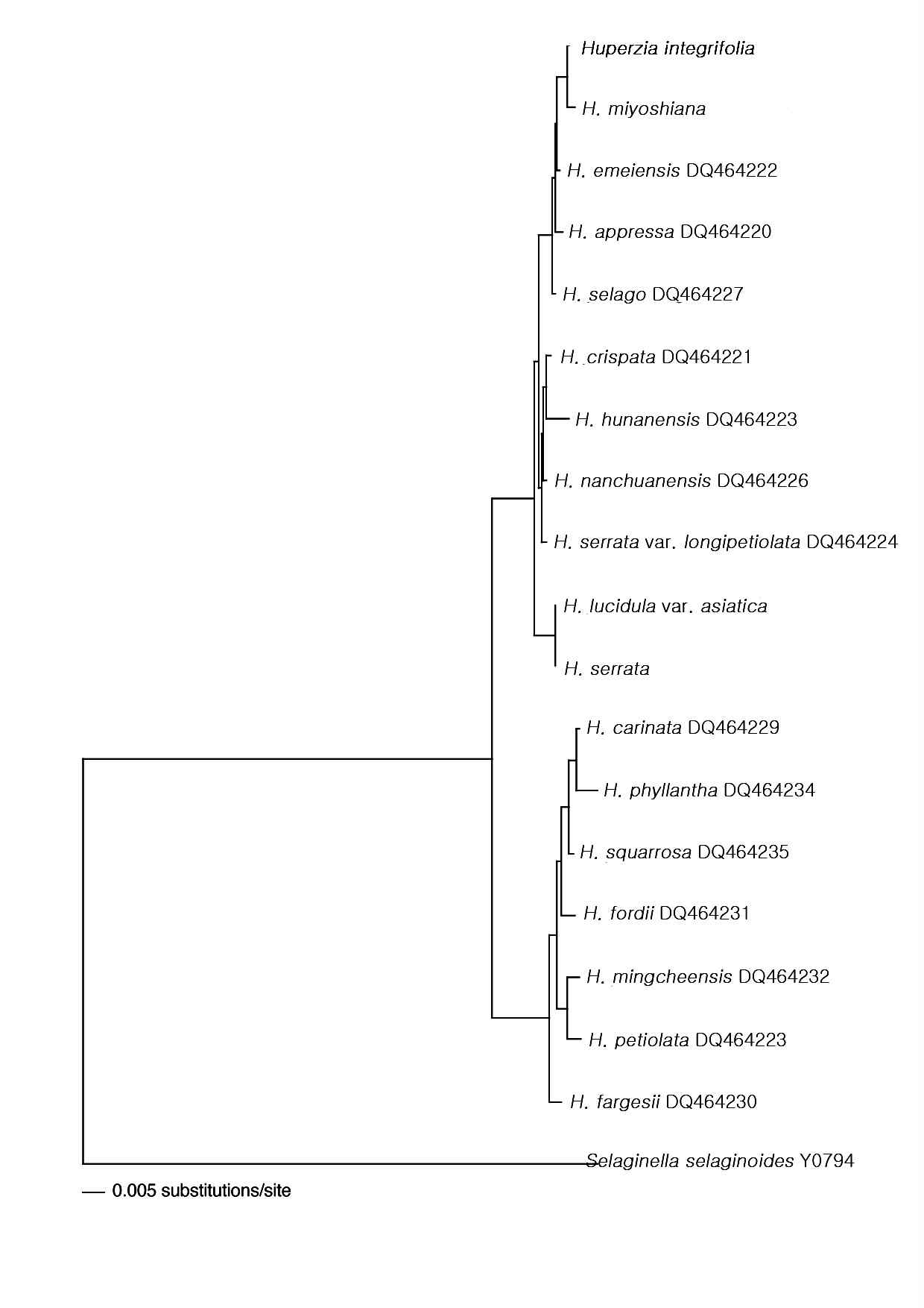 rbcL 염기서열에 따른 Huperzia속의 Neighbor-Joining 계통수.