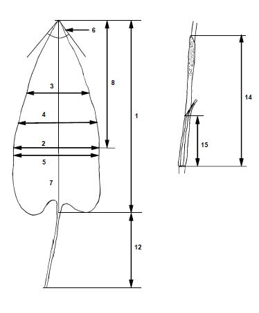 한국산 범꼬리 종집단(B. manshuriensis complex)의 수리분석에서 측정된 잎형질을 보여주는 도해