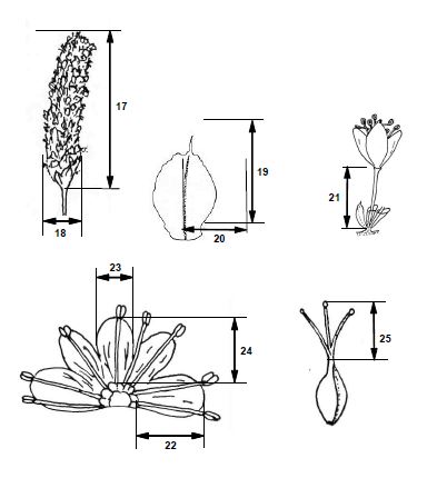 한국산 범꼬리 종집단(B. manshuriensis complex)의 수리분석에서 측정된 꽃형질을 보여주는 도해