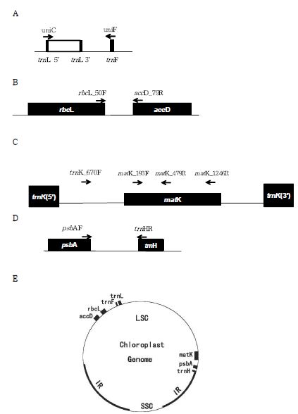 이 연구에서 염기서열 분석이 이루어진 엽록체 4구간(A-D)과 엽록체 DNA 내에서의 위치(E). 진한 색은 유전자 부위 혹은 액손(exon) 부위